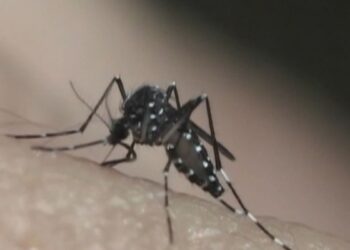 Em epidemia de dengue, Taubaté confirma quinta morte pela doença; vítima é mulher de 56 anos