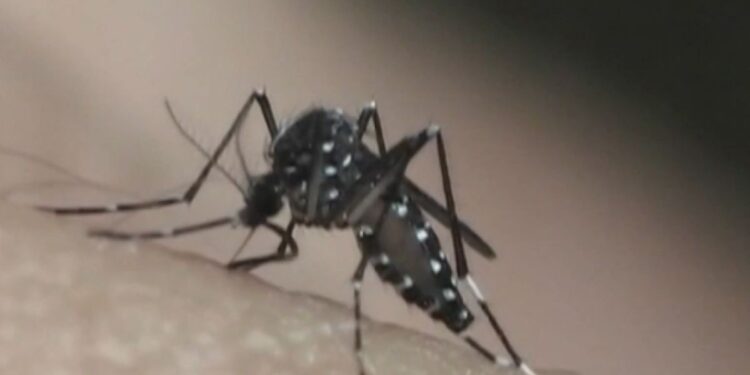 Em epidemia de dengue, Taubaté confirma quinta morte pela doença; vítima é mulher de 56 anos